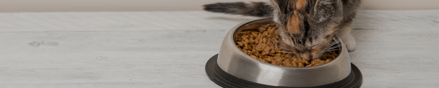 Alimentation chats