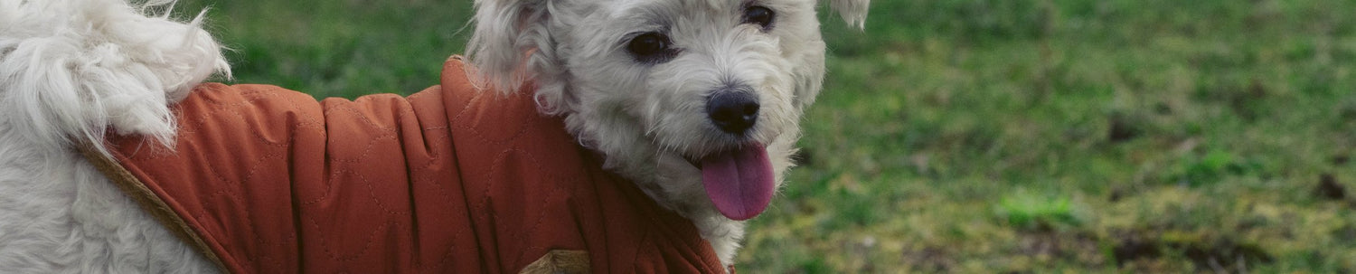 Vêtements pour chien
