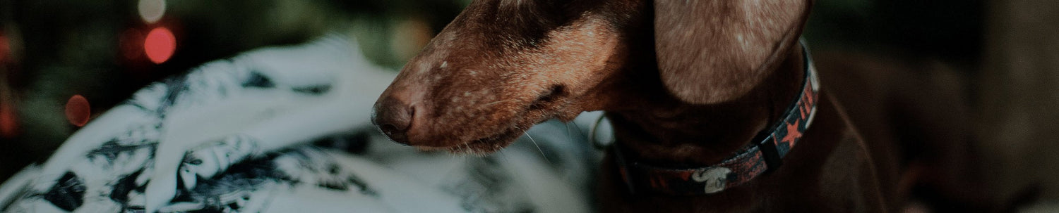 Colliers standards pour chien