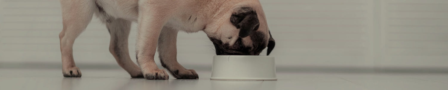 Alimentation chien Invers