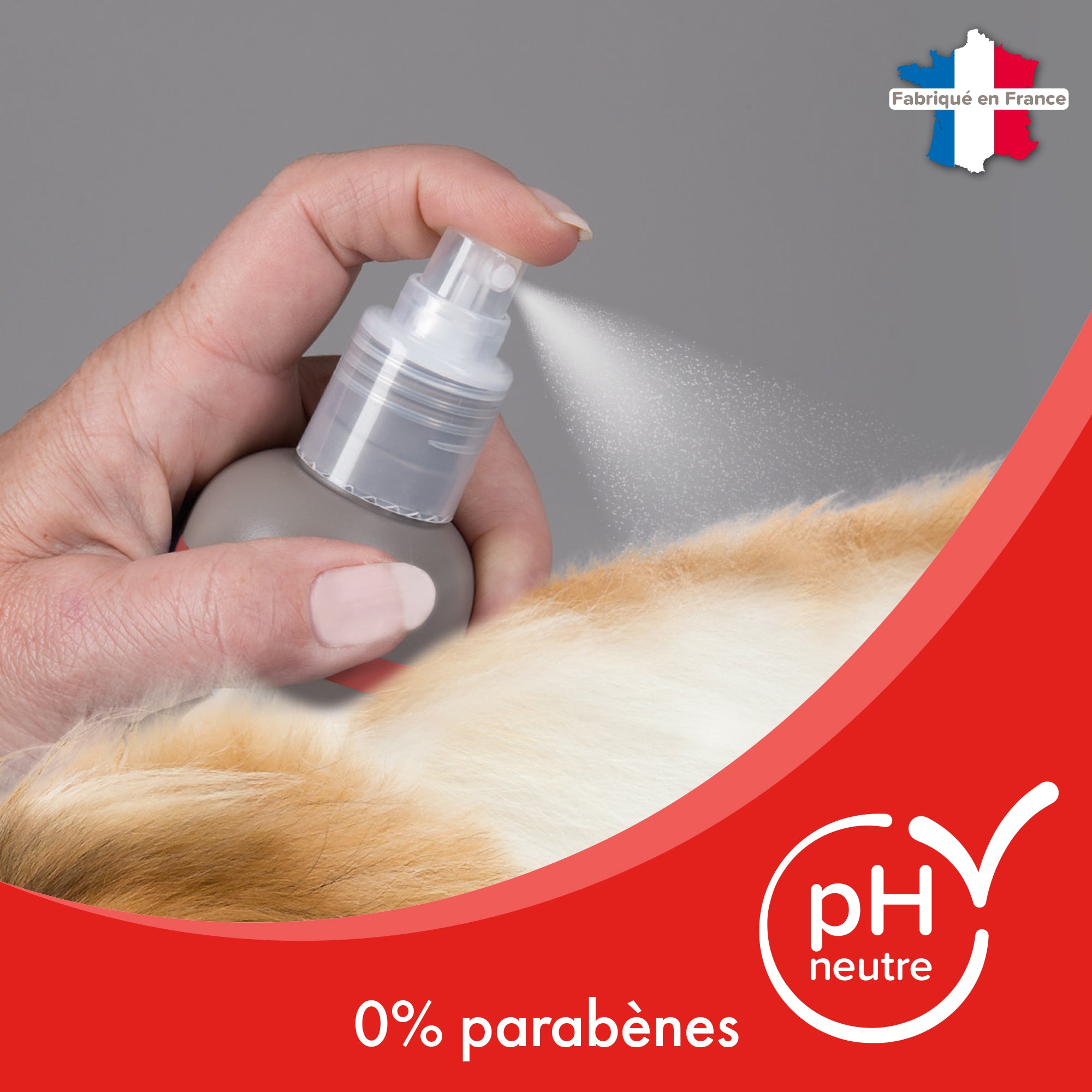 Shampooing sec pour chat