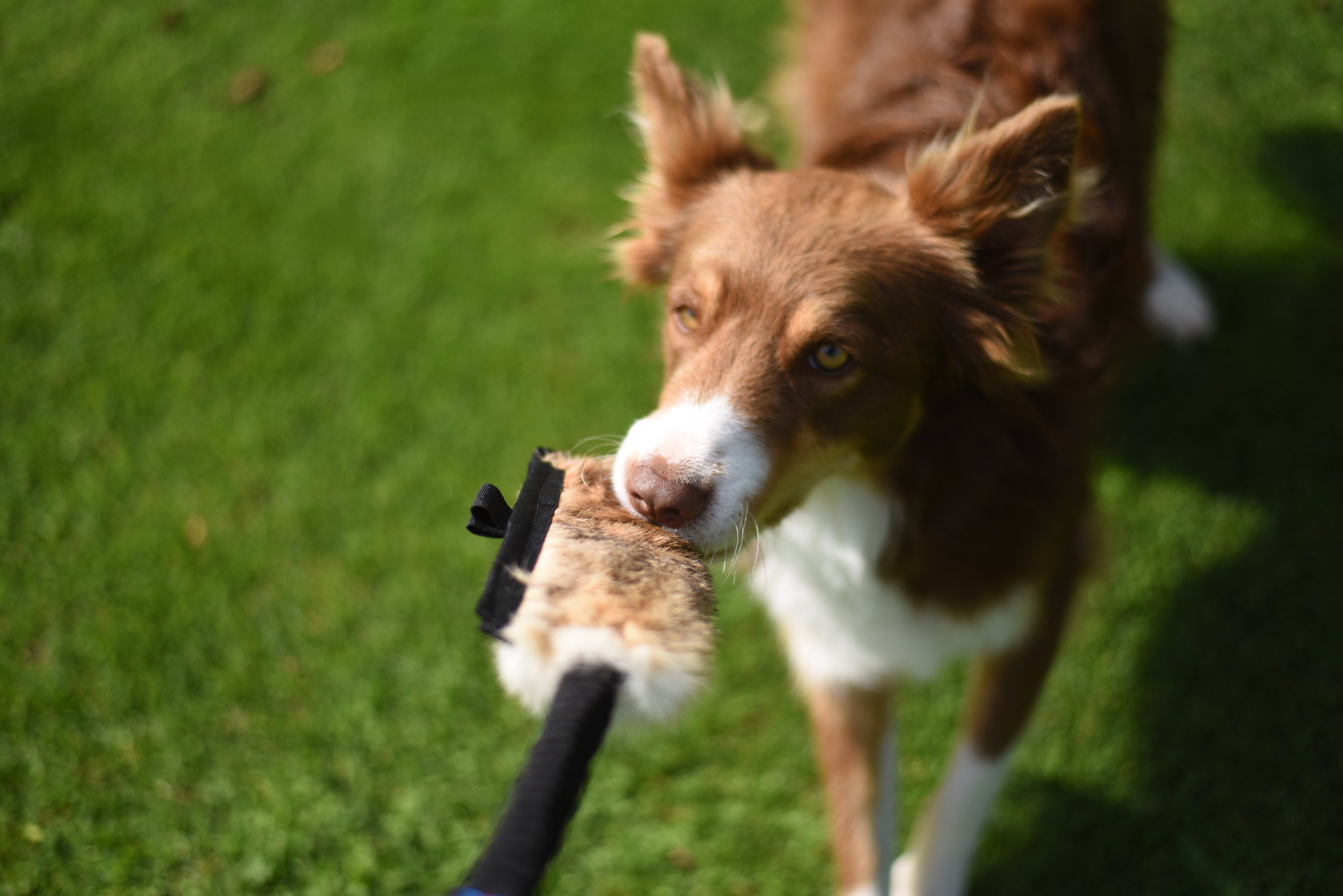 JOUET FLEXIPETS - FOURRURE RABBIT