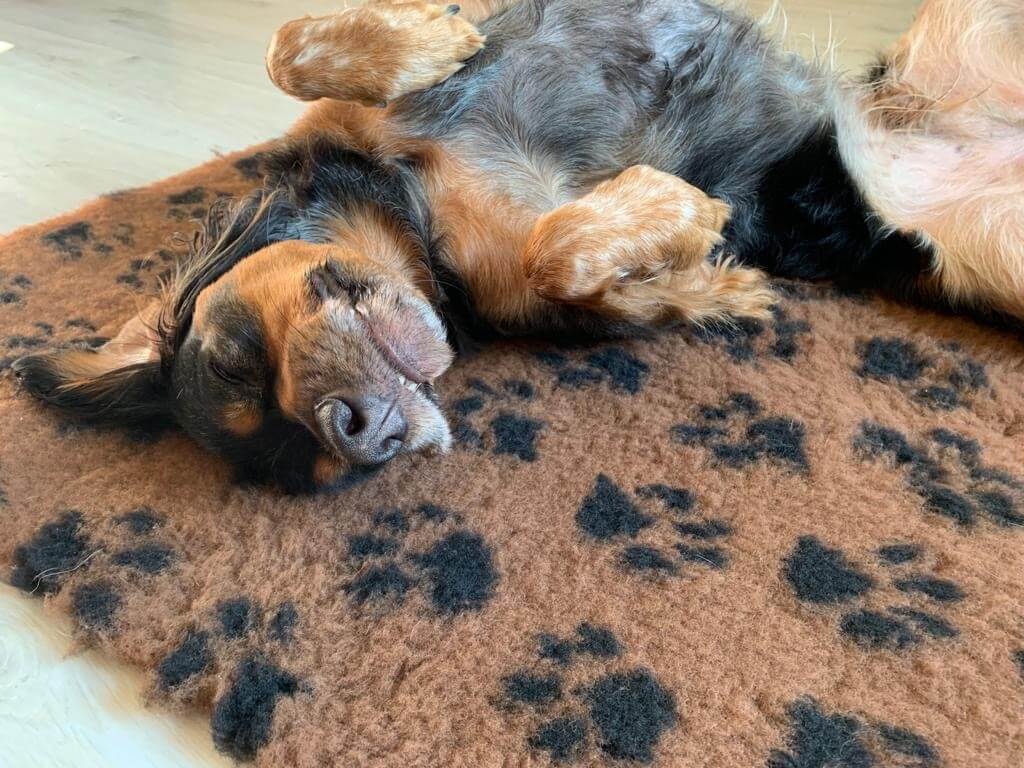 Tapis type Vetbed Petbed