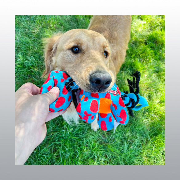 Jouet Kong signature dynos pour chien