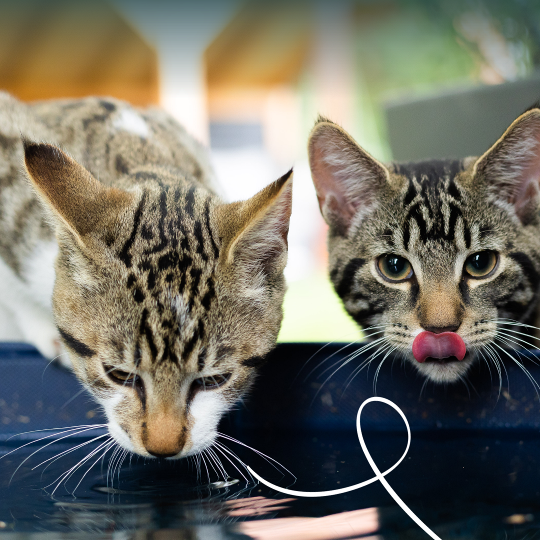 Yarrah filets bio en sauce - Lot 14 x 85 g