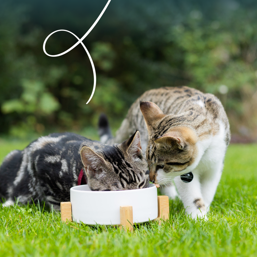 Yarrah pâtée bio sans céréales - Lot 16 x 100g