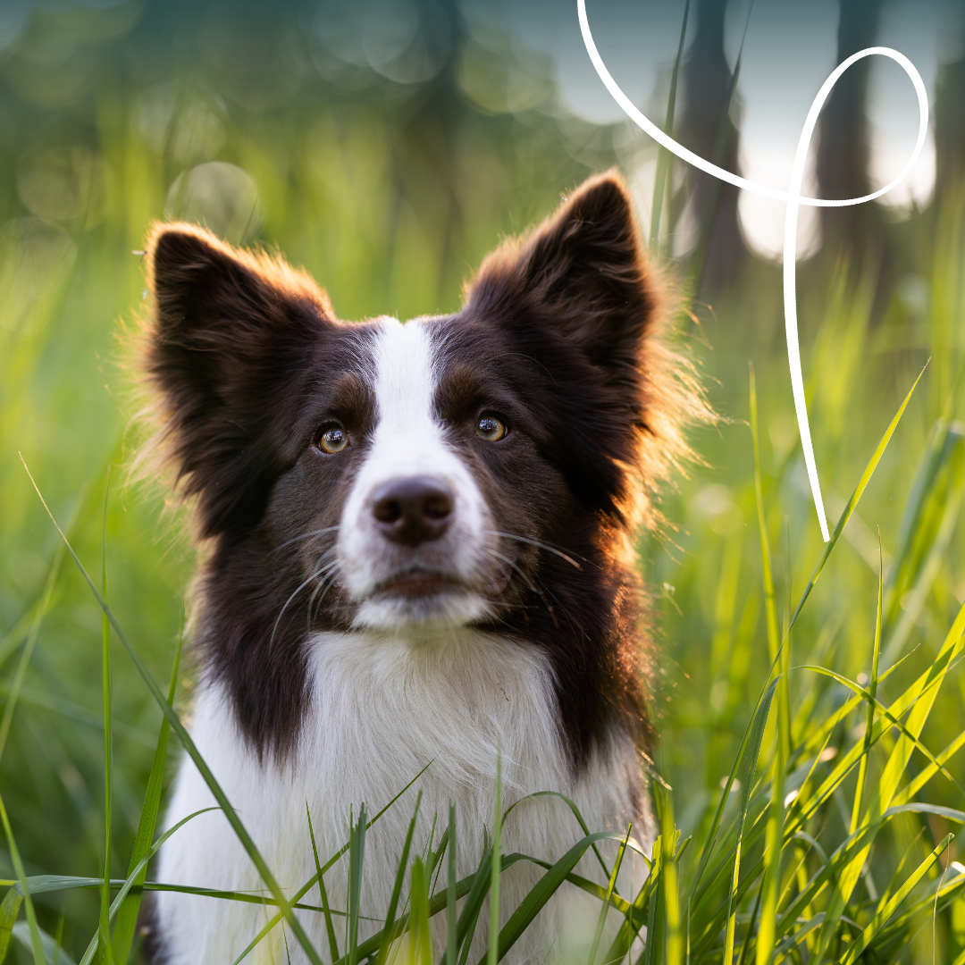 Yarrah multi-pack bio - Lot 6 x 150g