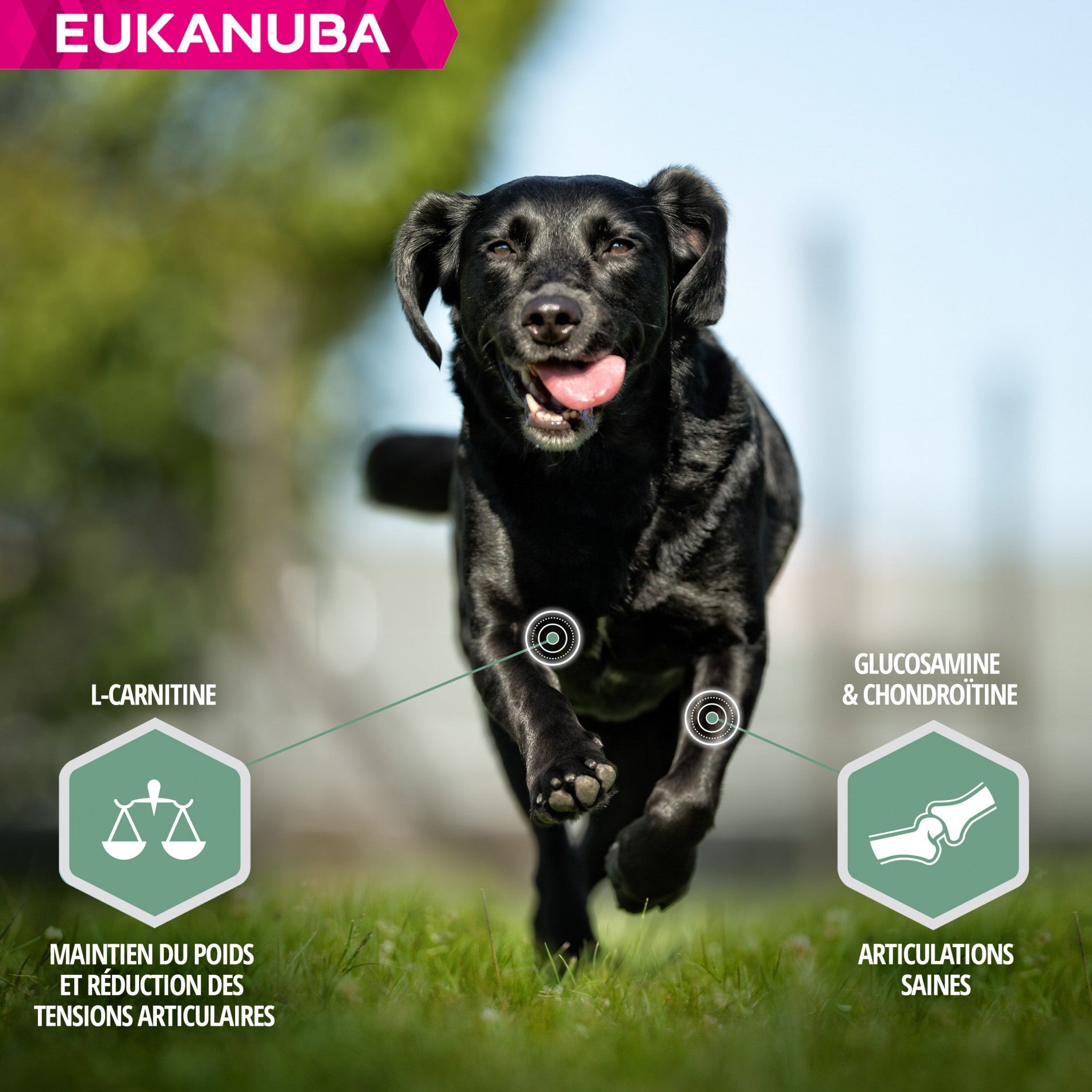 Eukanuba Daily Care Sensitive Joints