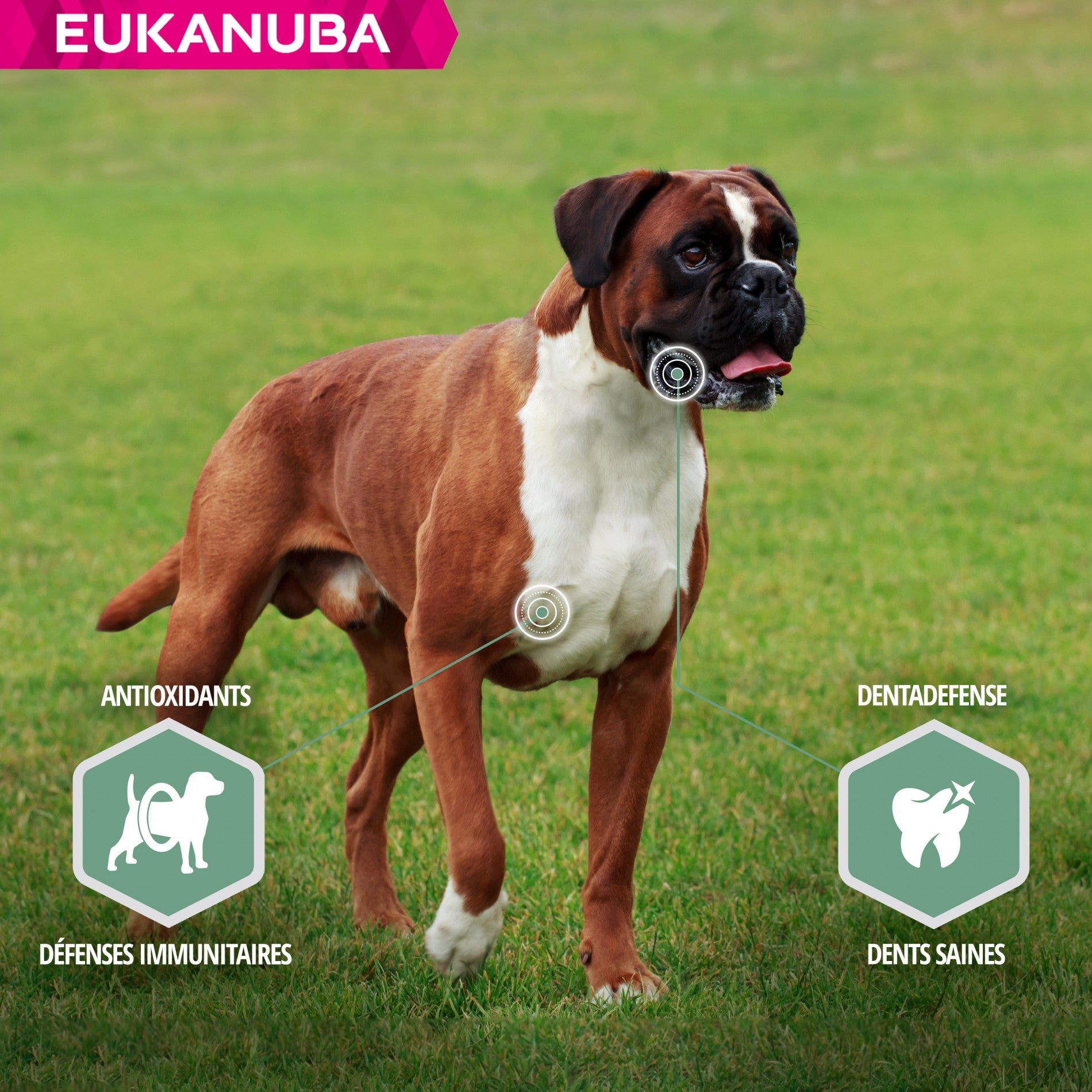 Eukanuba Daily Care Sensitive Joints