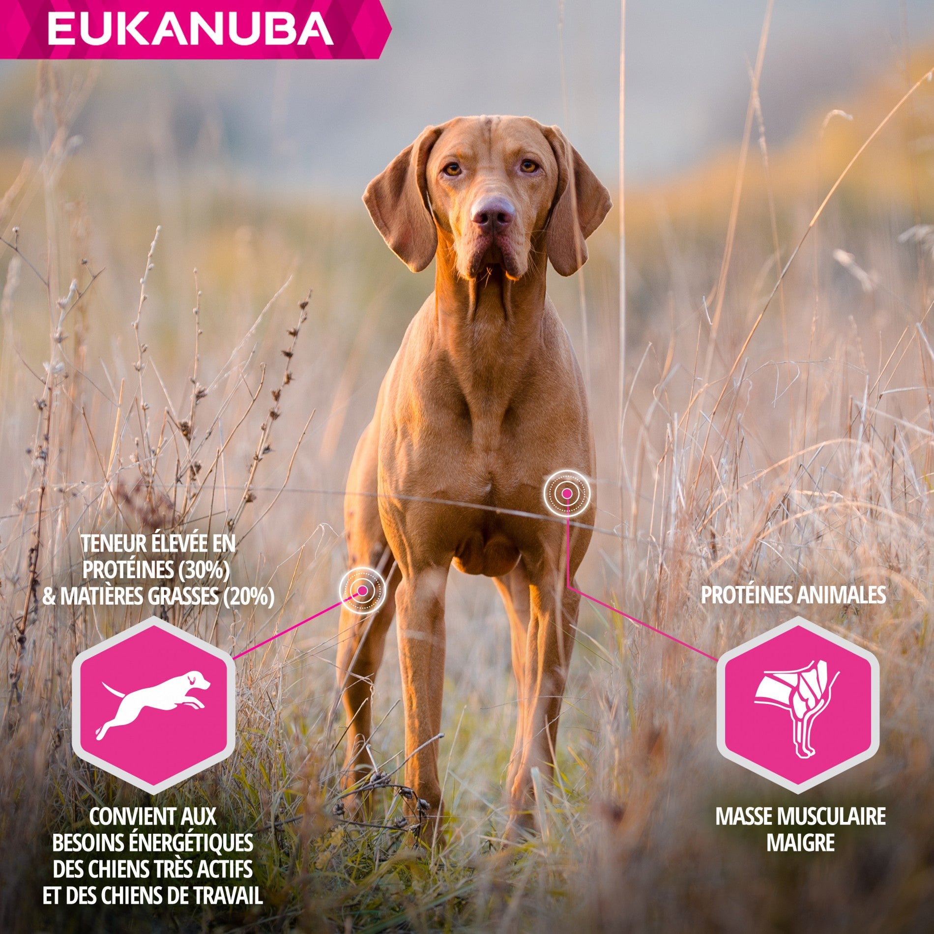 Eukanuba Daily Care Working & Endurance