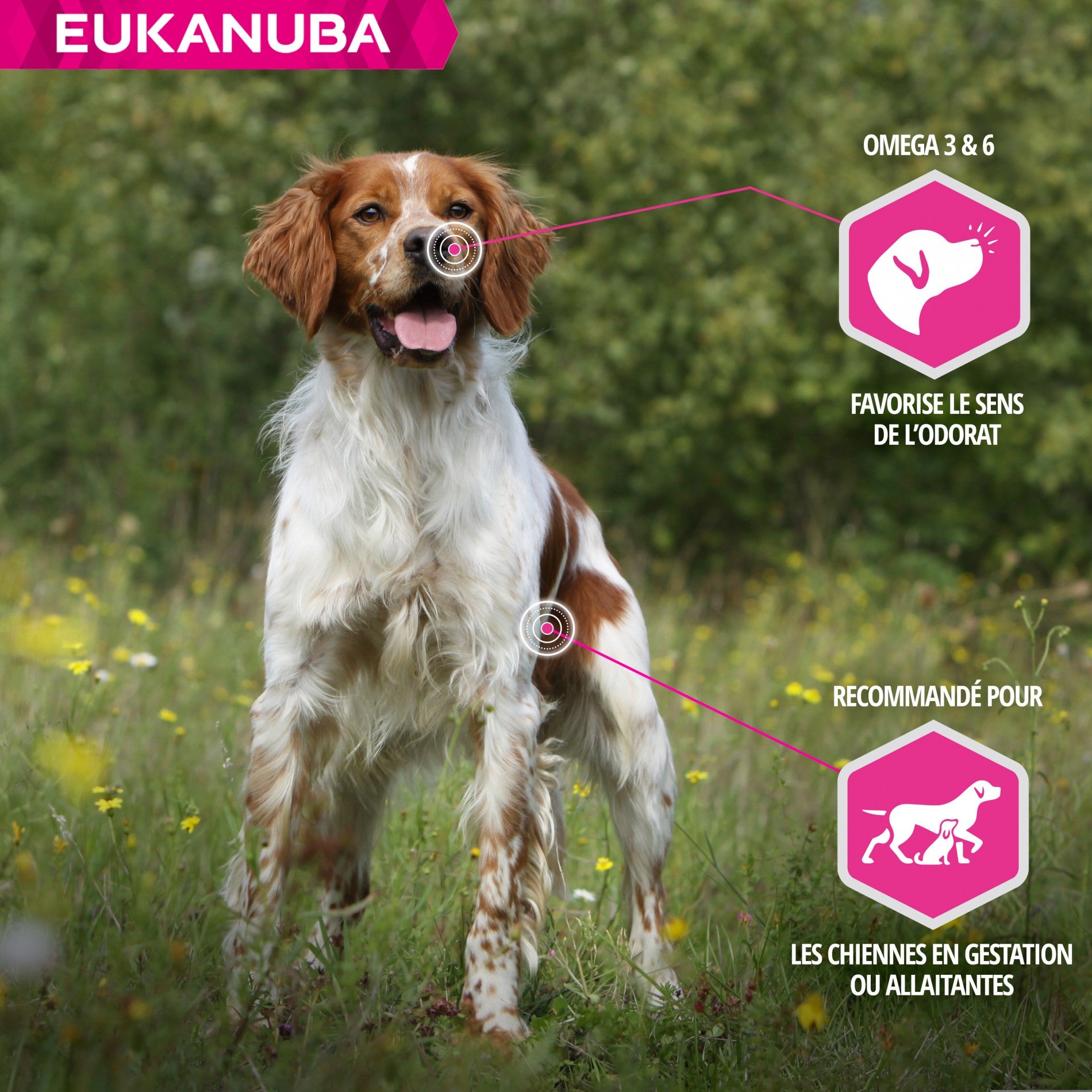 Eukanuba Daily Care Working & Endurance