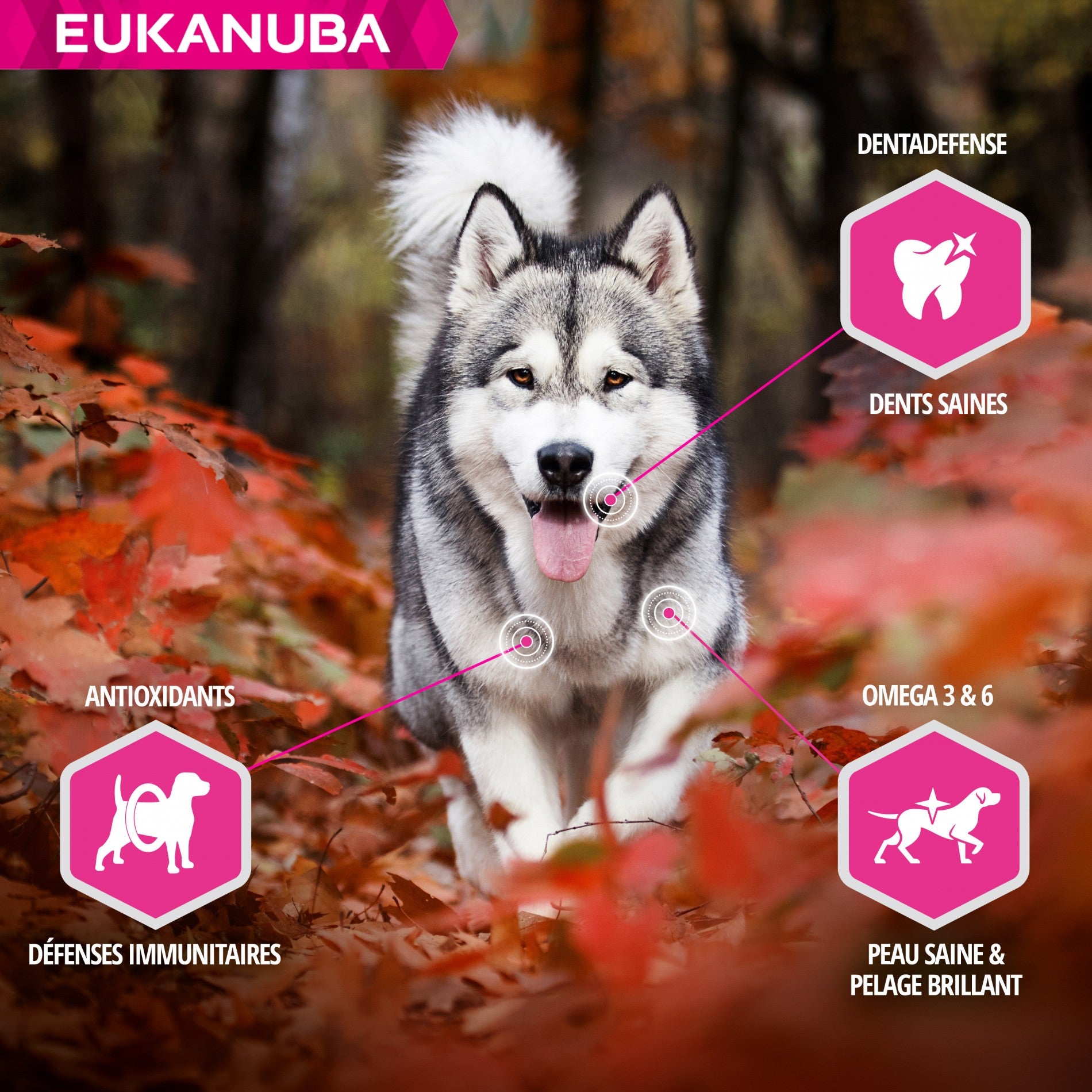 Eukanuba Daily Care Working & Endurance