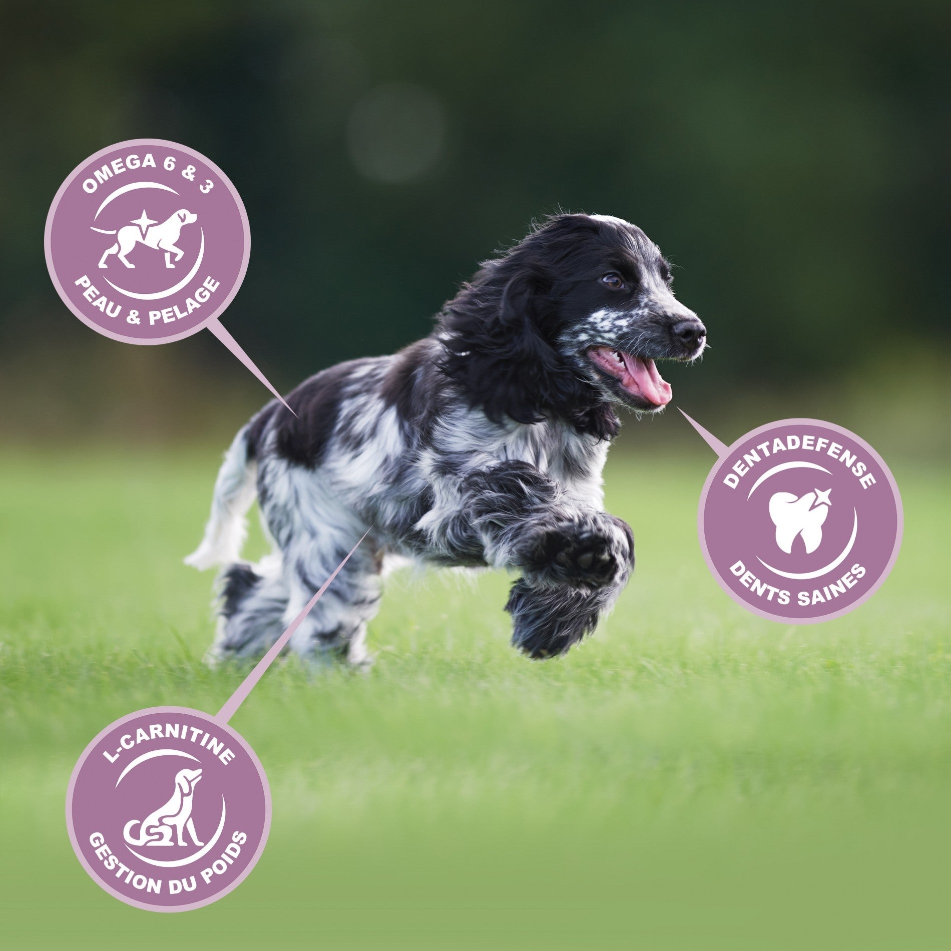 Eukanuba Growing Puppy Medium Breed - Poulet