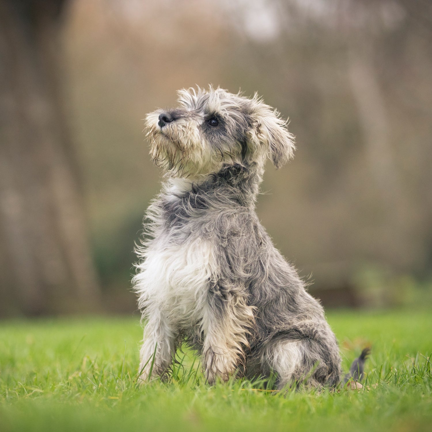 Eukanuba Growing Puppy Medium Breed - Poulet