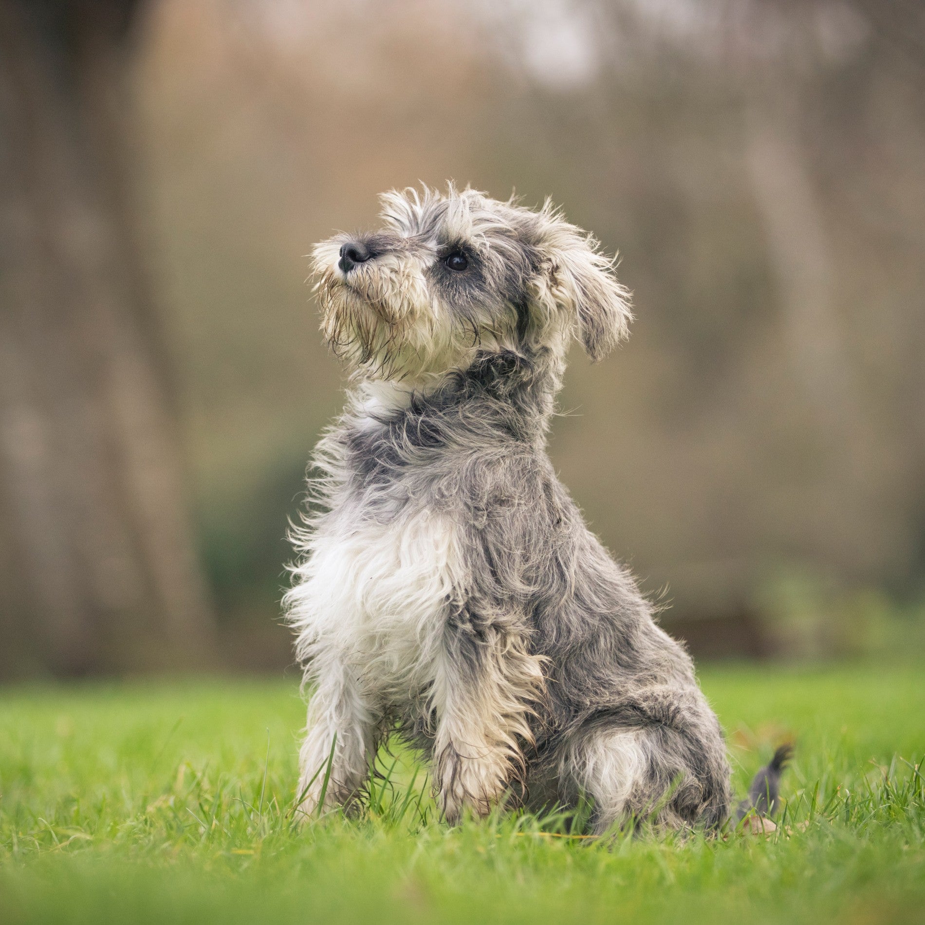 Eukanuba Growing Puppy Medium Breed - Poulet