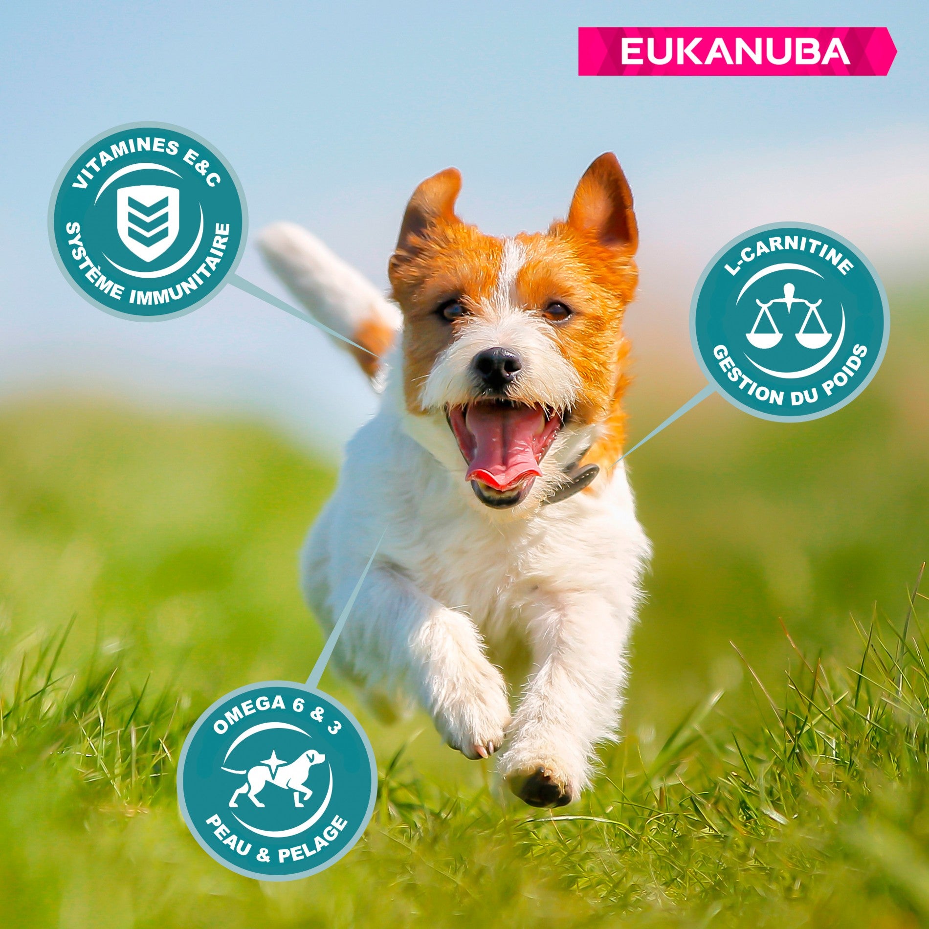 Eukanuba Active Adult Small Breed - Poulet