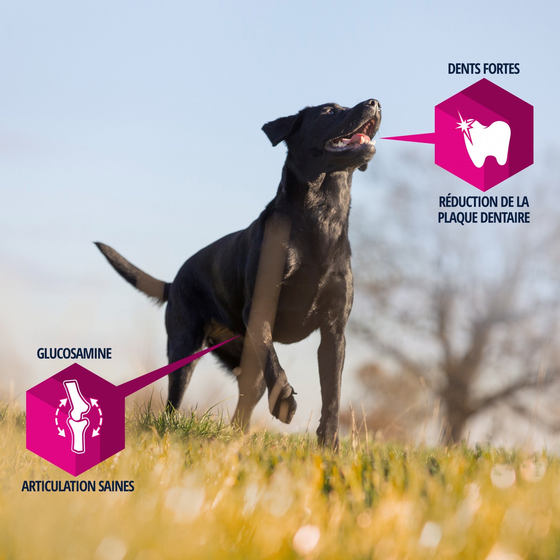 Eukanuba Adult Large Breed - Agneau et riz