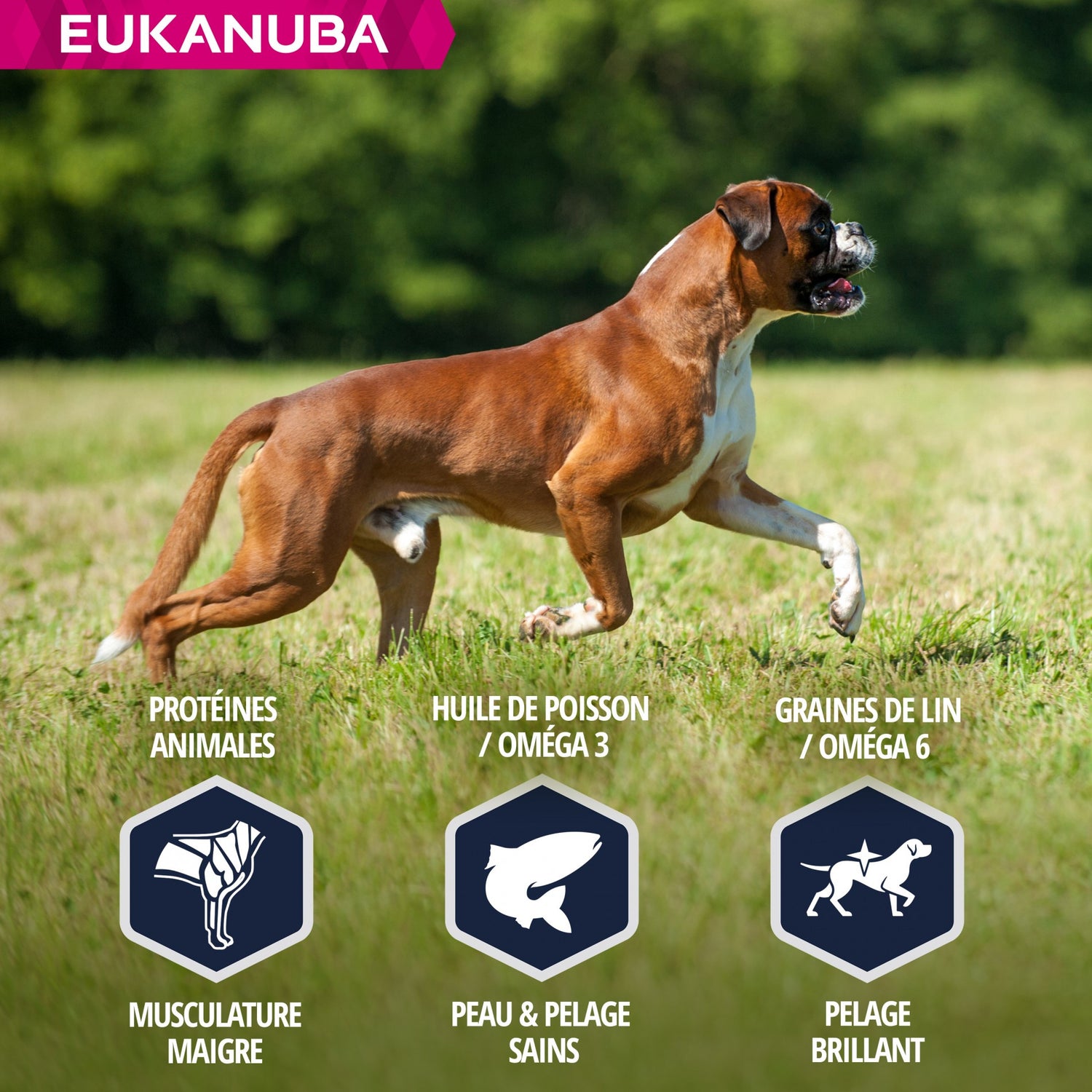 Eukanuba Breed Specific Boxer