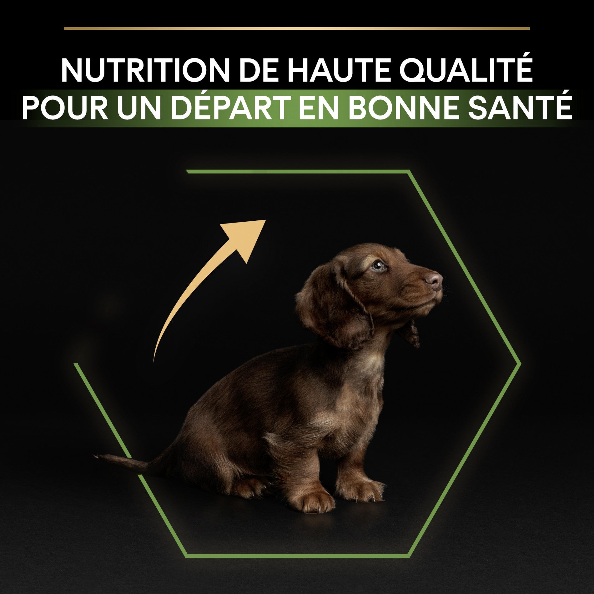 PRO PLAN Healthy Start Small & Mini Puppy au Poulet - Croquettes pour chien