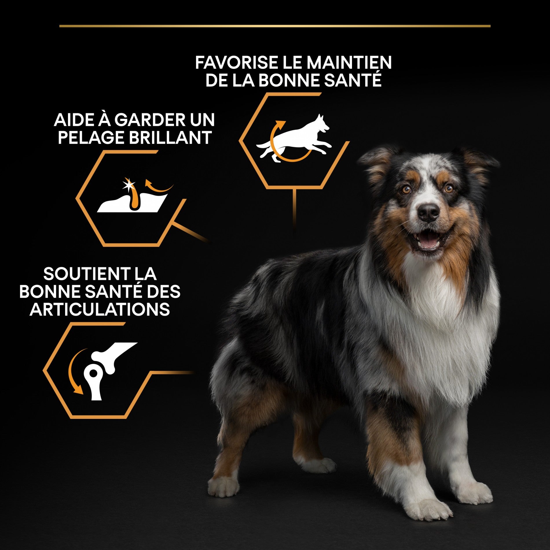 PRO PLAN Everyday Nutrition Medium Adult au Poulet - Croquettes pour chien