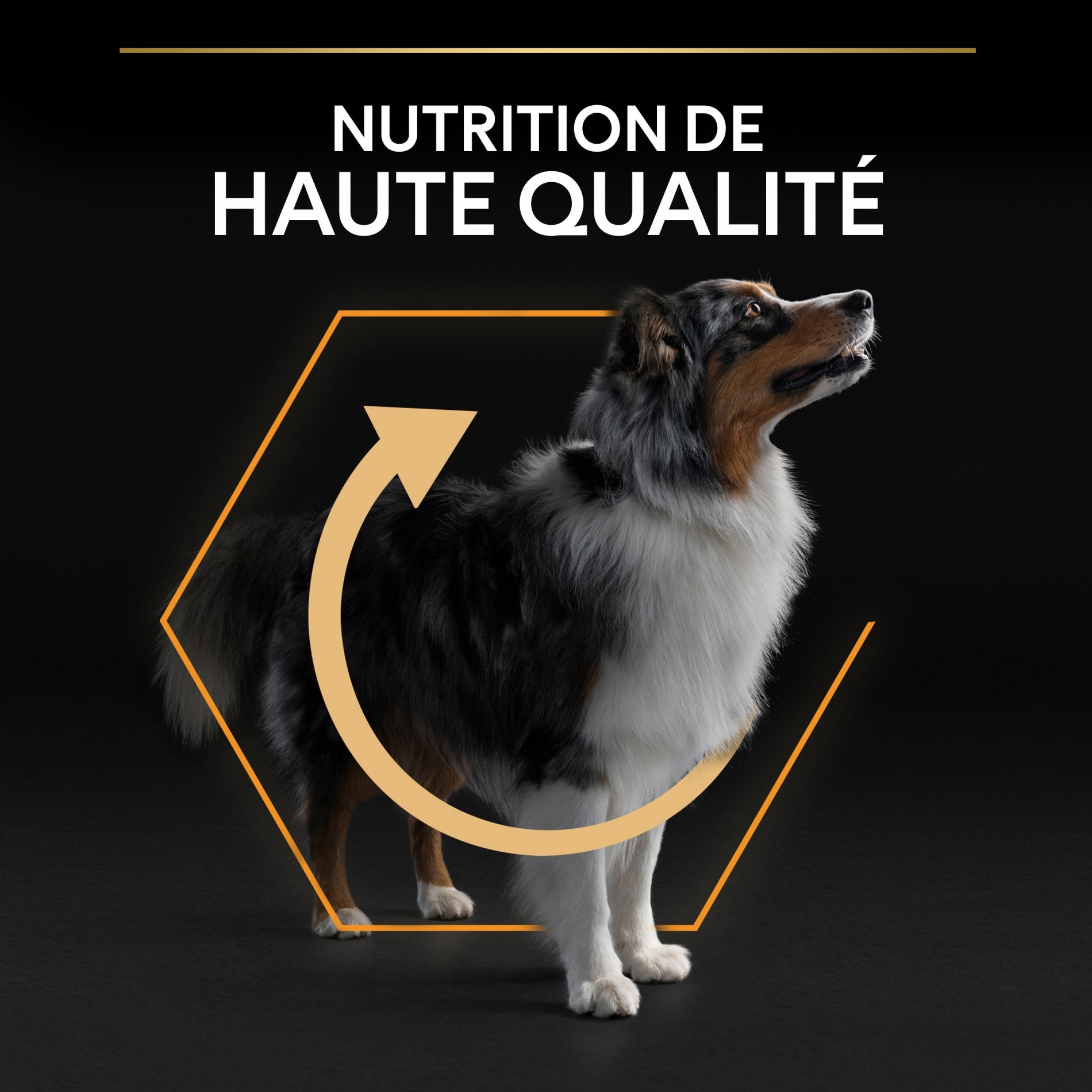 PRO PLAN Everyday Nutrition Medium Adult au Poulet - Croquettes pour chien