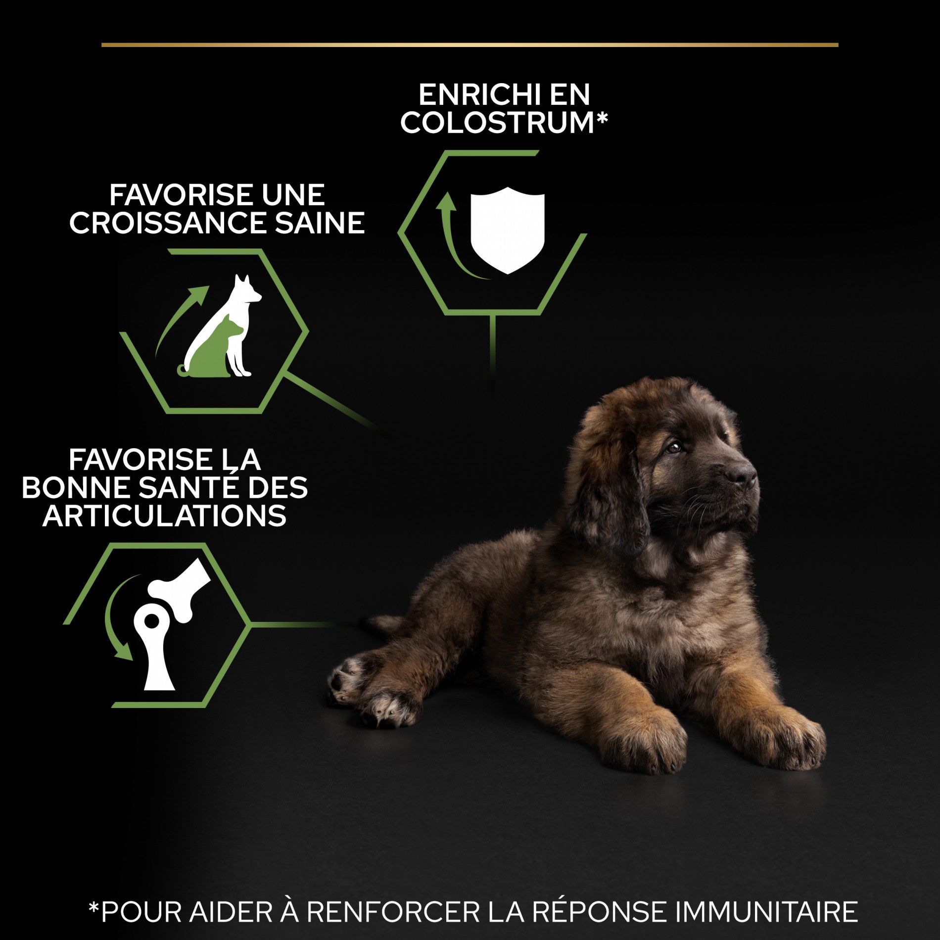 PRO PLAN Healthy Start Large Robust Puppy au Poulet - Croquettes pour chien