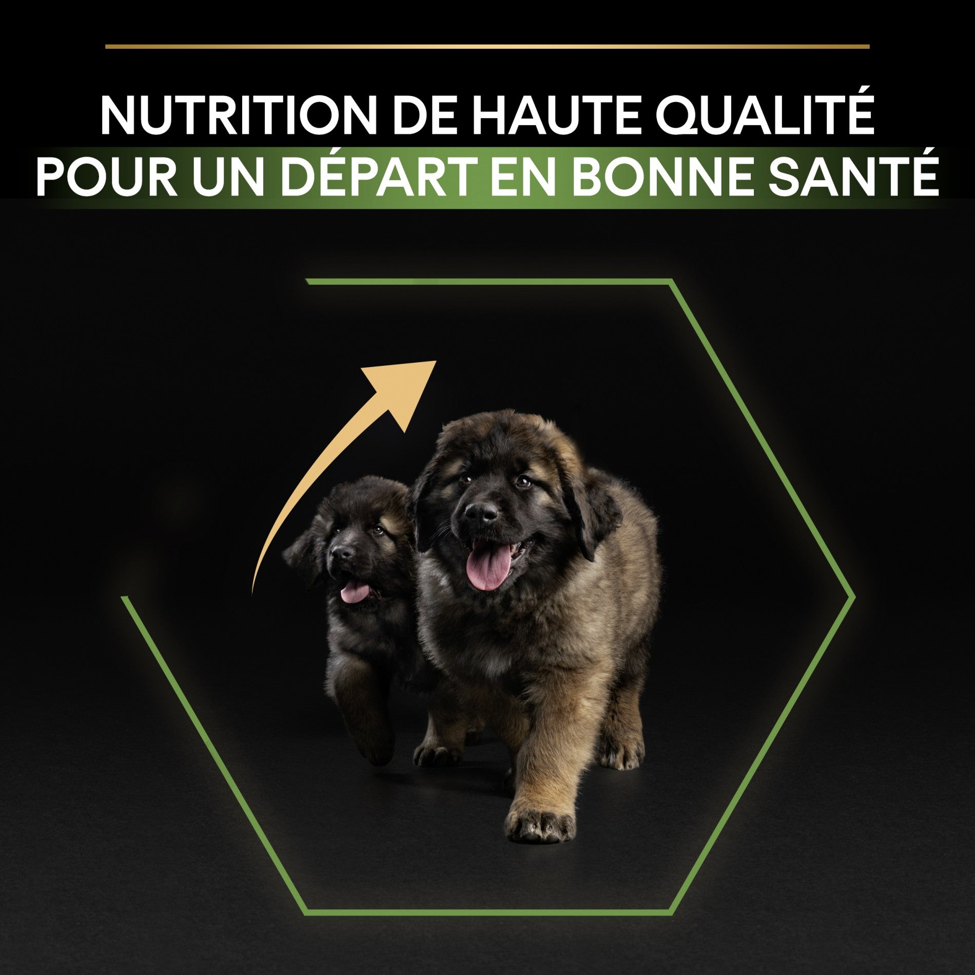 PRO PLAN Healthy Start Large Robust Puppy au Poulet - Croquettes pour chien