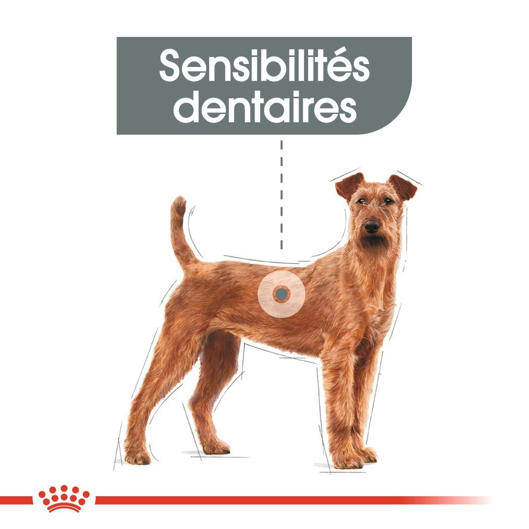Royal Canin Medium Dental Care - Croquettes pour chien