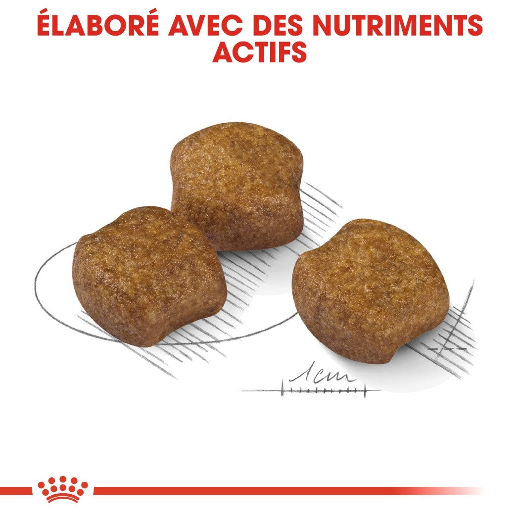 Royal Canin Medium Dental Care - Croquettes pour chien