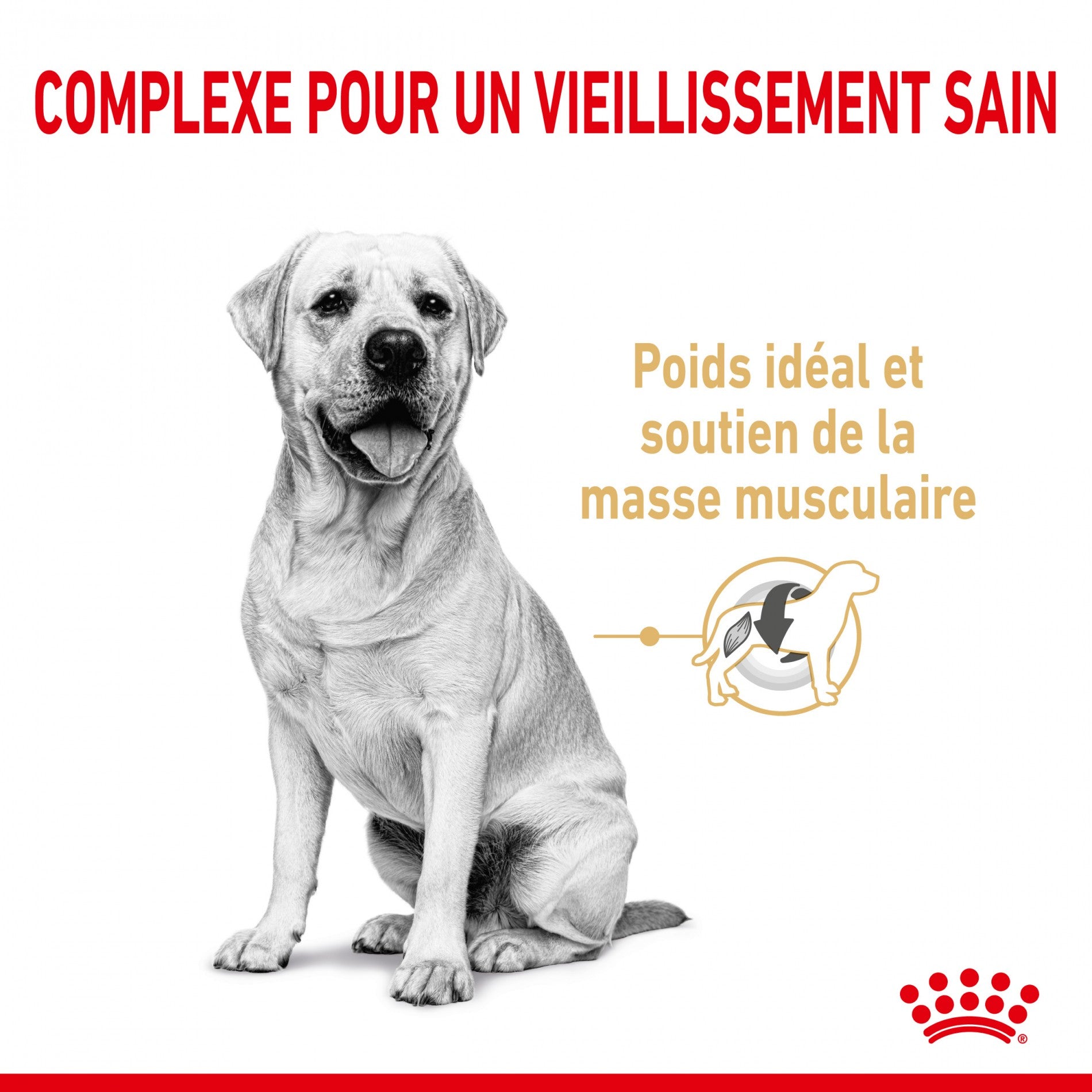Royal Canin Labrador Retriever Adult 5+ - Croquettes pour chien