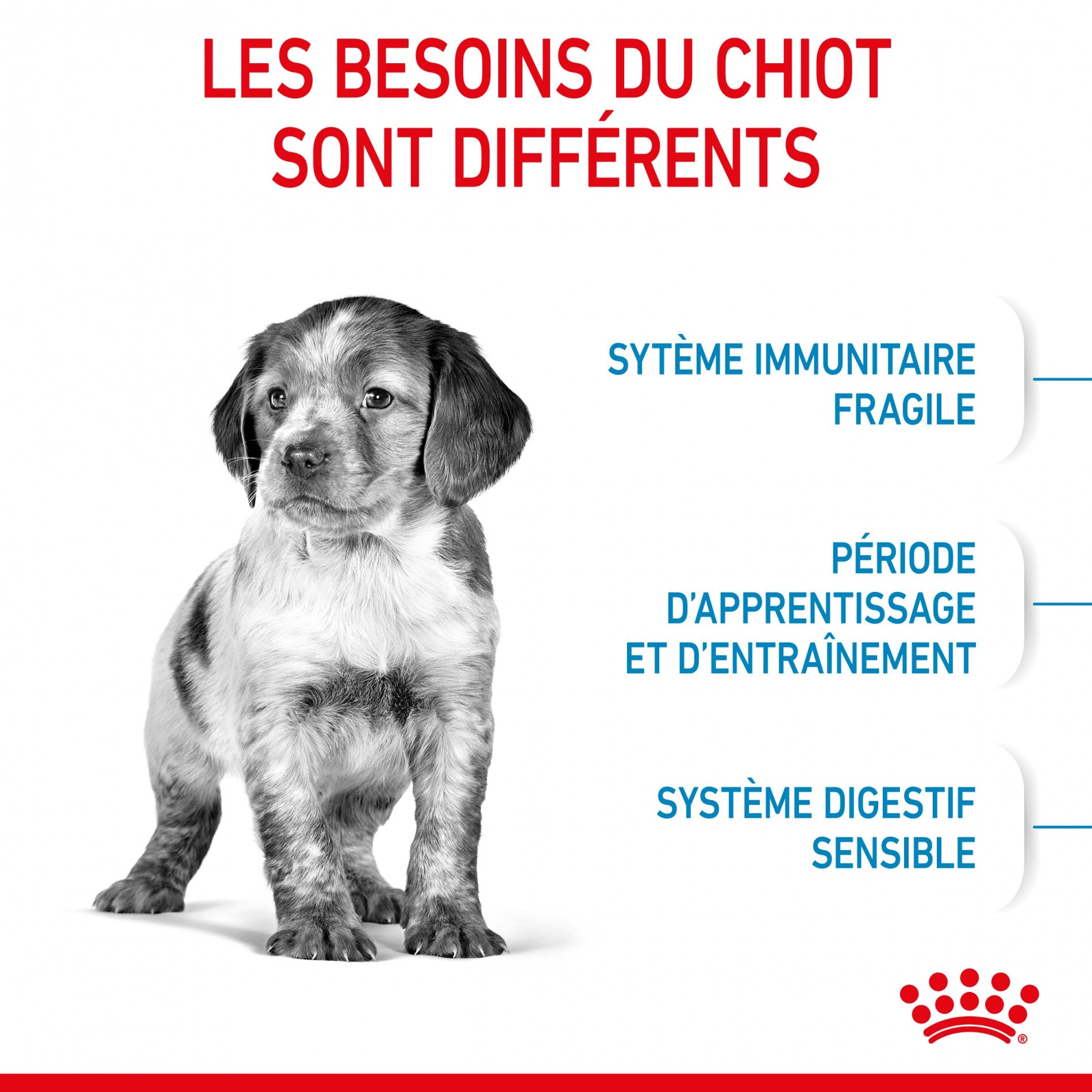 Royal Canin Medium Puppy - Croquettes pour chiot
