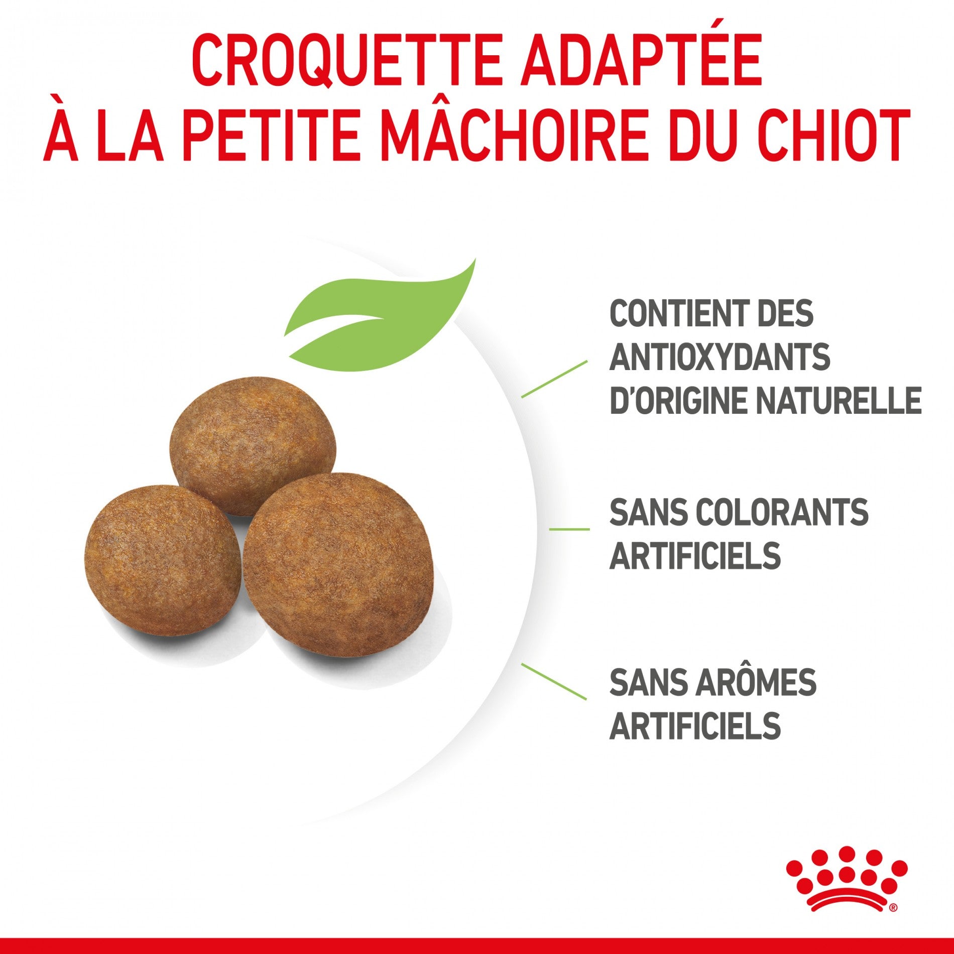 Royal Canin Maxi Puppy - Croquettes pour chiot