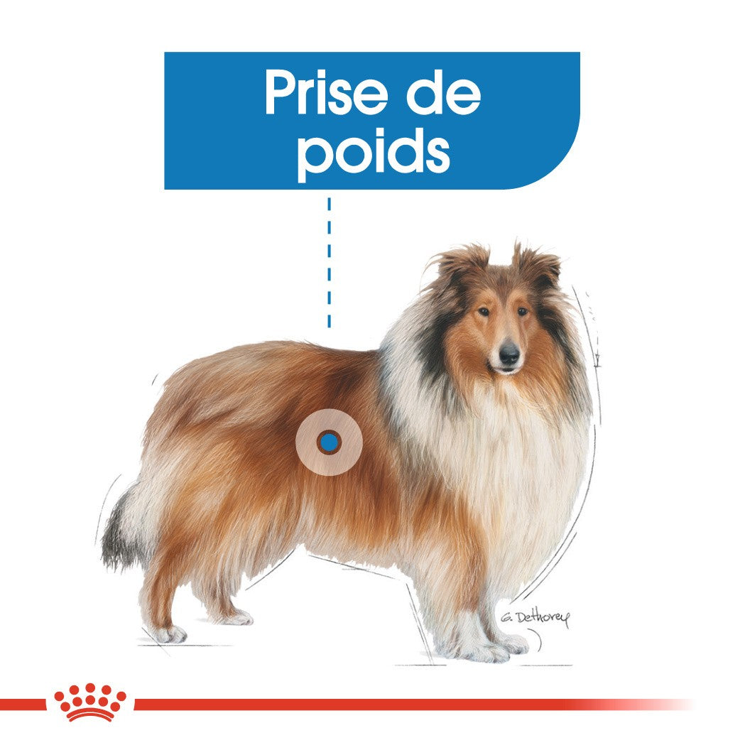 Royal Canin Maxi Light Weight Care - Croquettes pour chien
