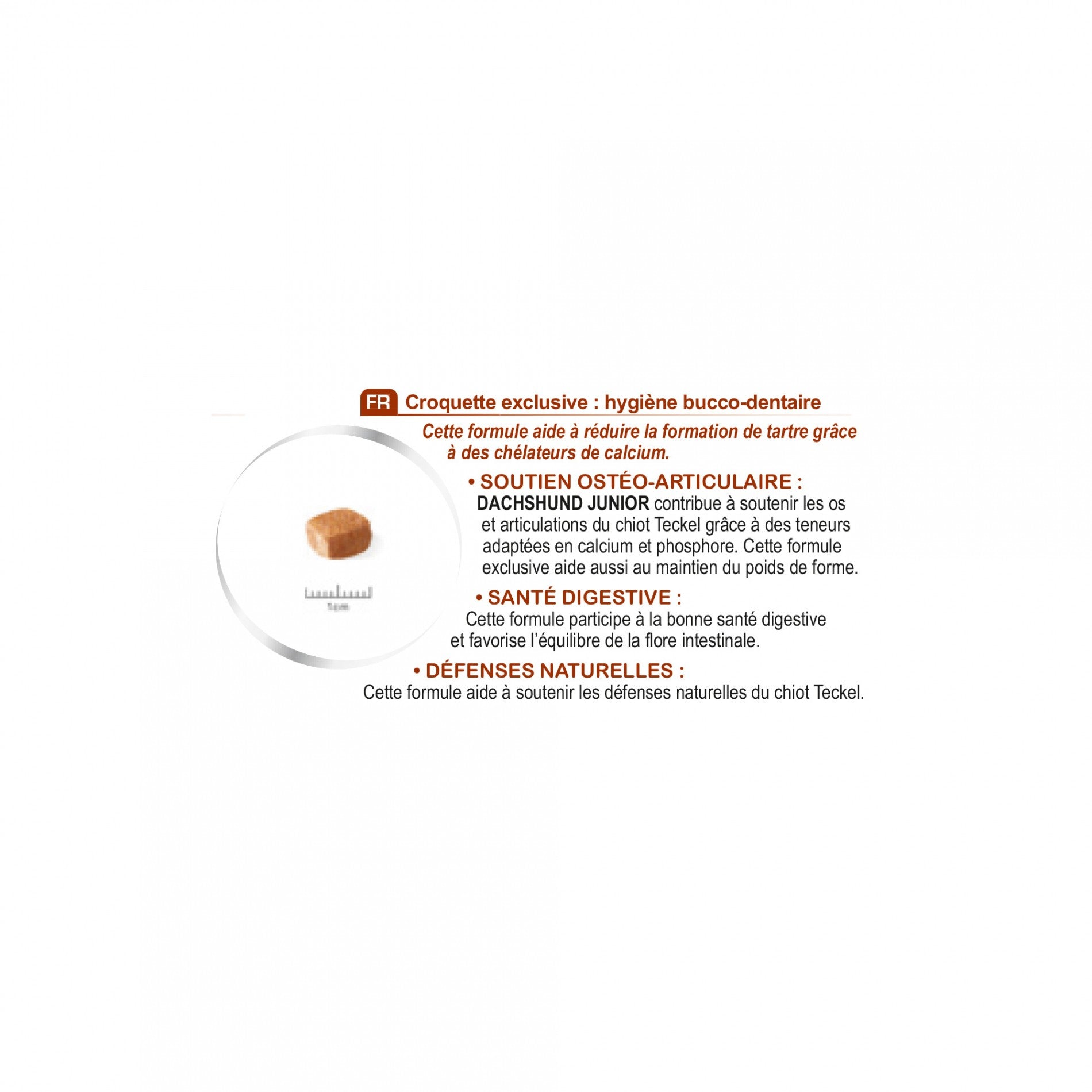 Royal Canin Teckel Puppy (Dachshund)