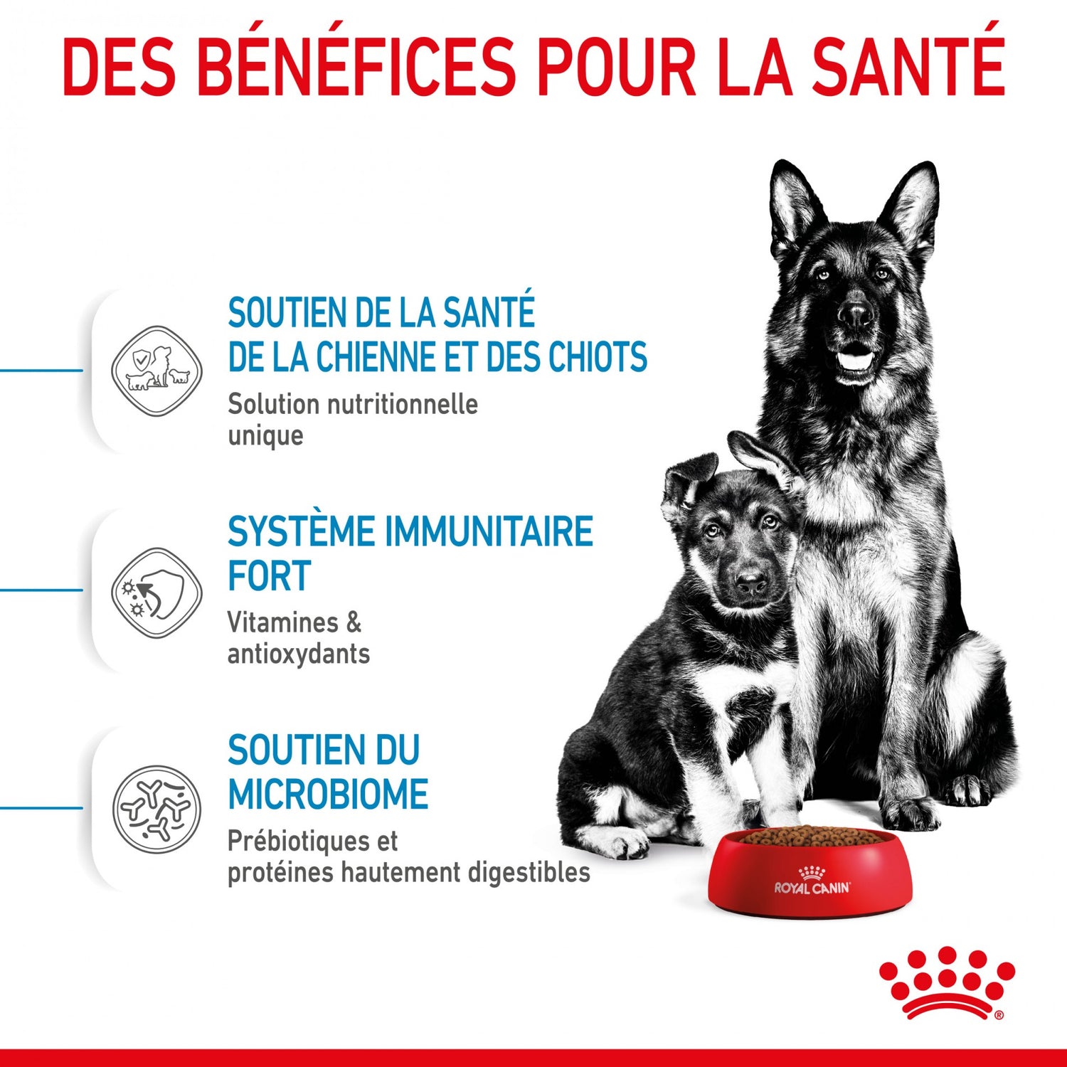 ROYAL CANIN Starter Maxi Mother & Babydog - Croquettes pour chiot