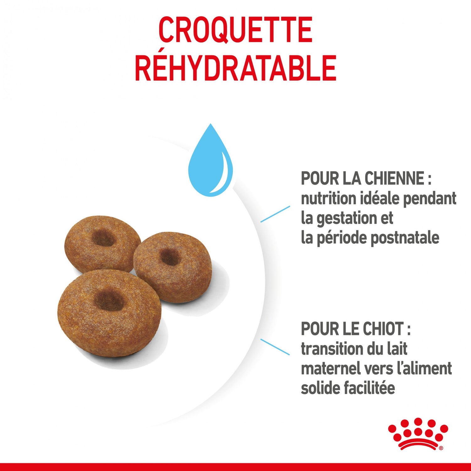 ROYAL CANIN Starter Maxi Mother & Babydog - Croquettes pour chiot