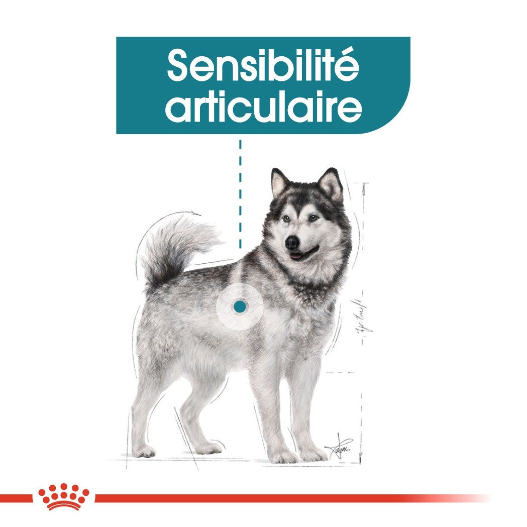 Royal Canin Maxi Joint Care - Croquettes pour chien