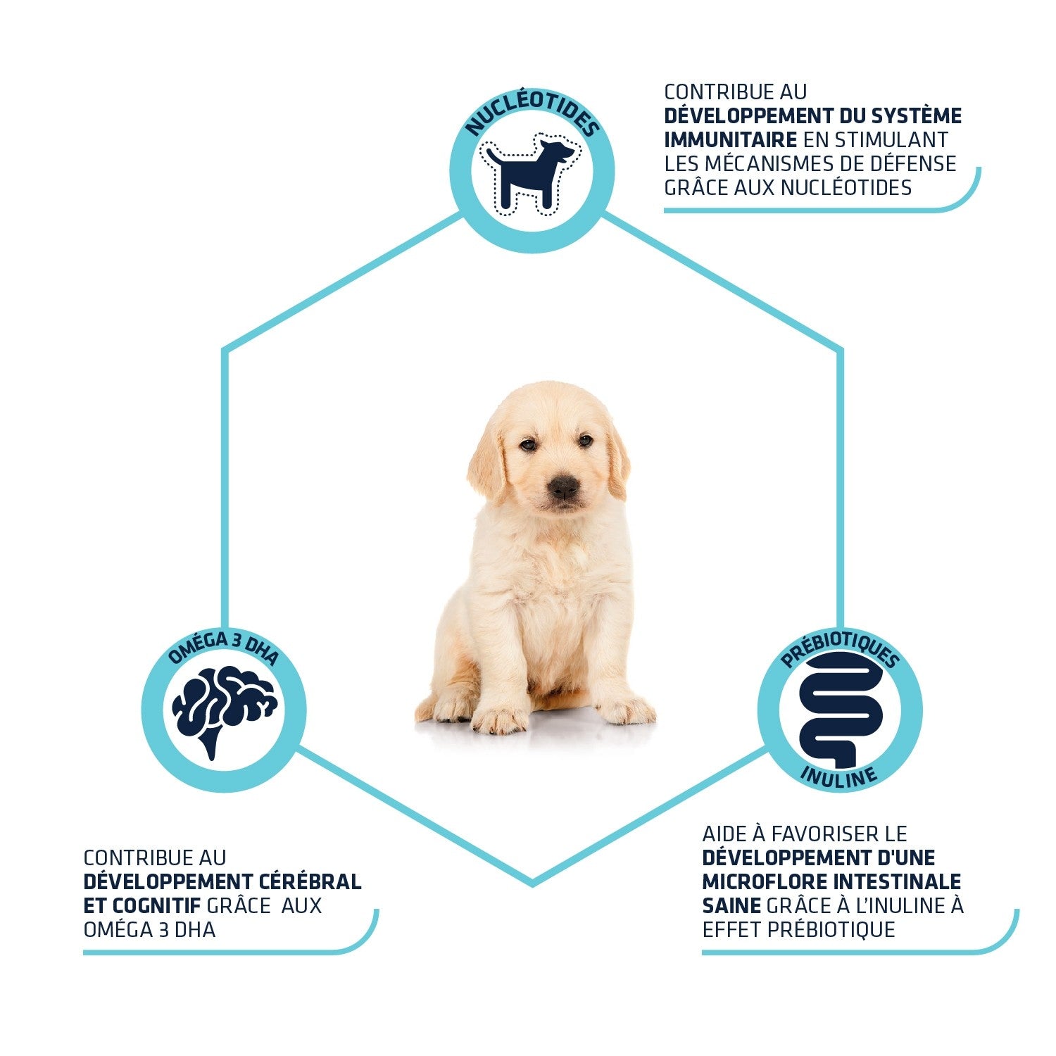 Puppy Snack, friandises pour chiot