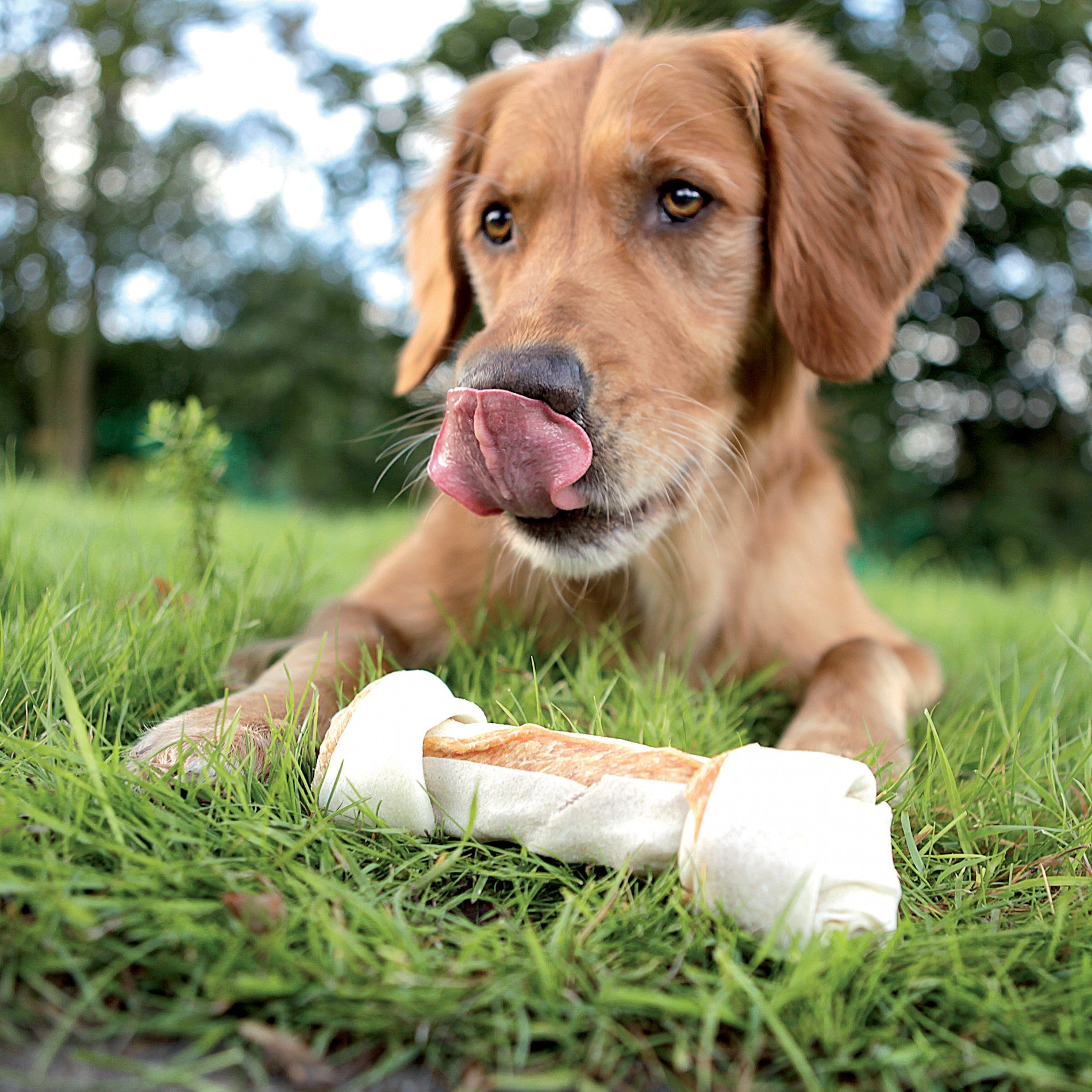 Os à mâcher Delights