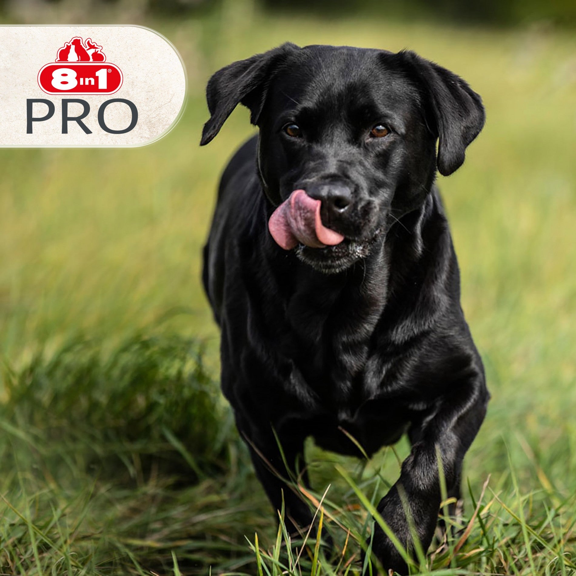 Bâtonnets à mâcher 8in1 Pro Dental Stick