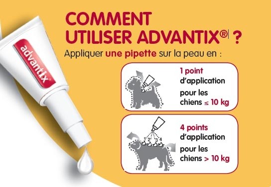 Pipettes Advantix chien