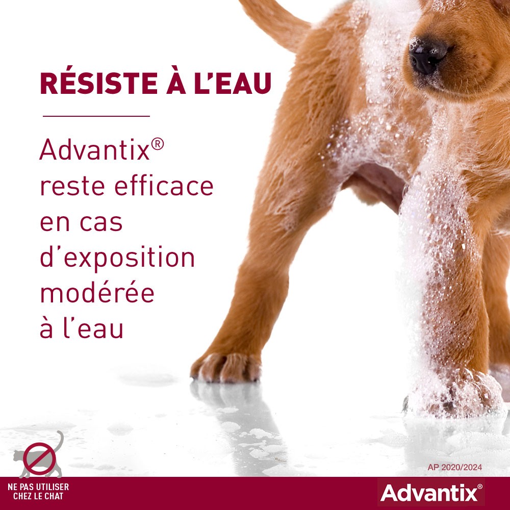 Pipettes Advantix chien