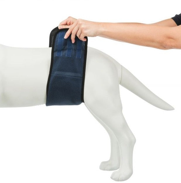 Bande ventrale pour mâles