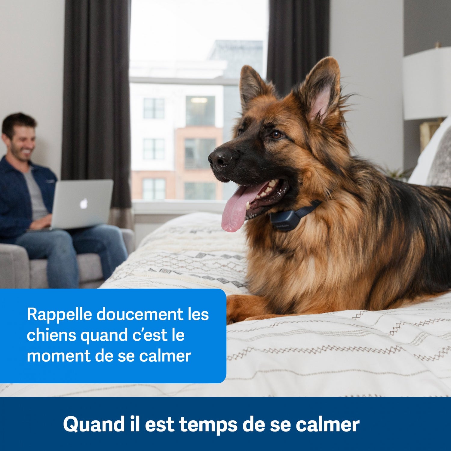 Collier anti-aboiement à signal sonore rechargeable