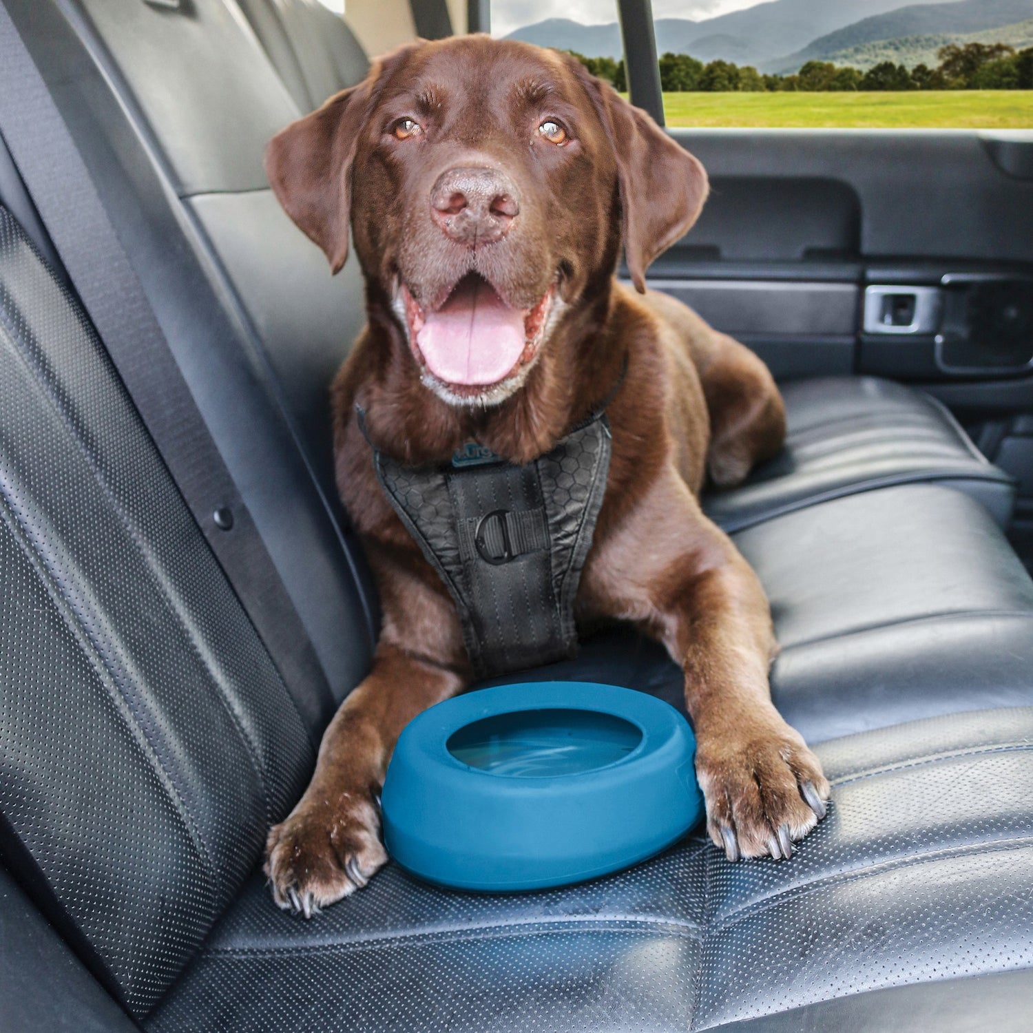 Gamelle anti-débordement Splash Free