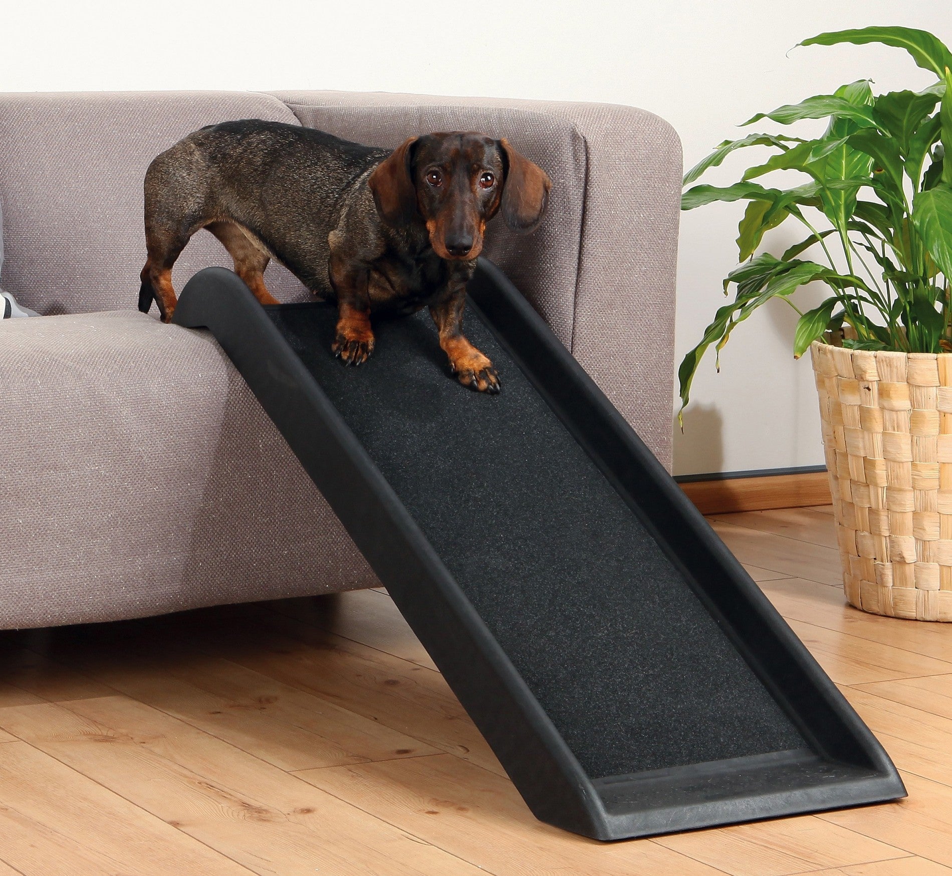 Rampe pour chien Friends On Tour