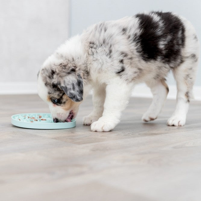 Assiette à lécher Lick&