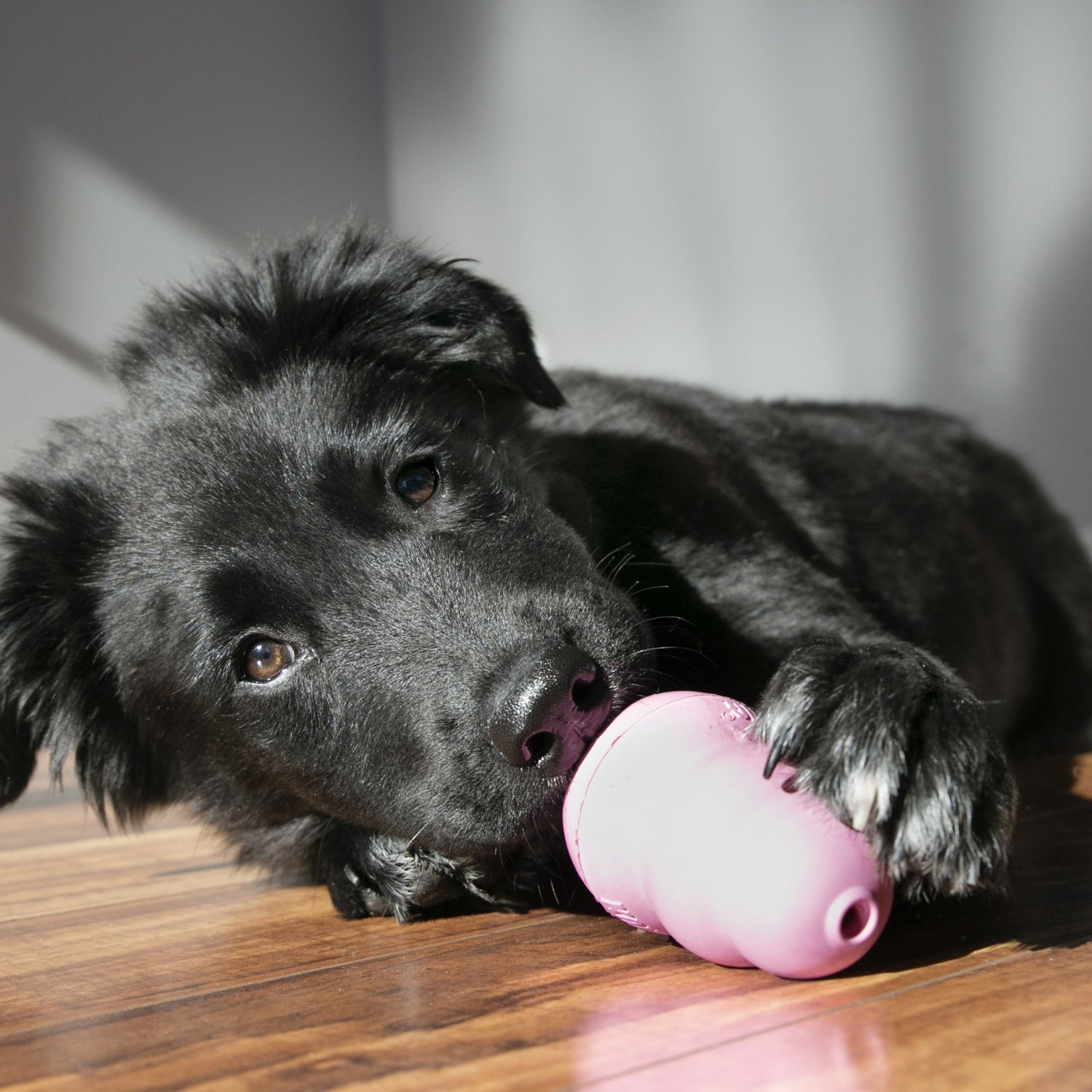 Jouet pour chiot  KONG