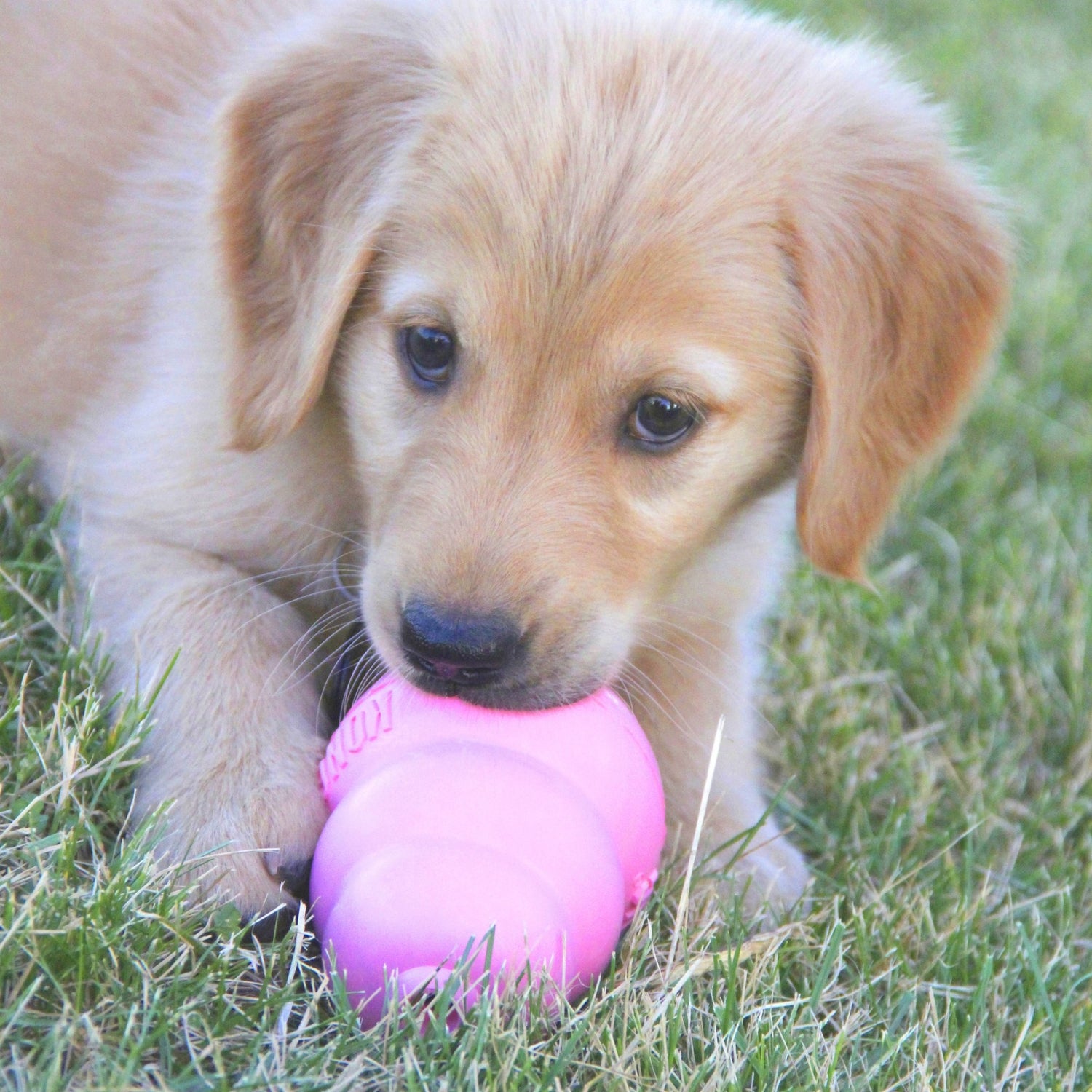 Jouet pour chiot  KONG