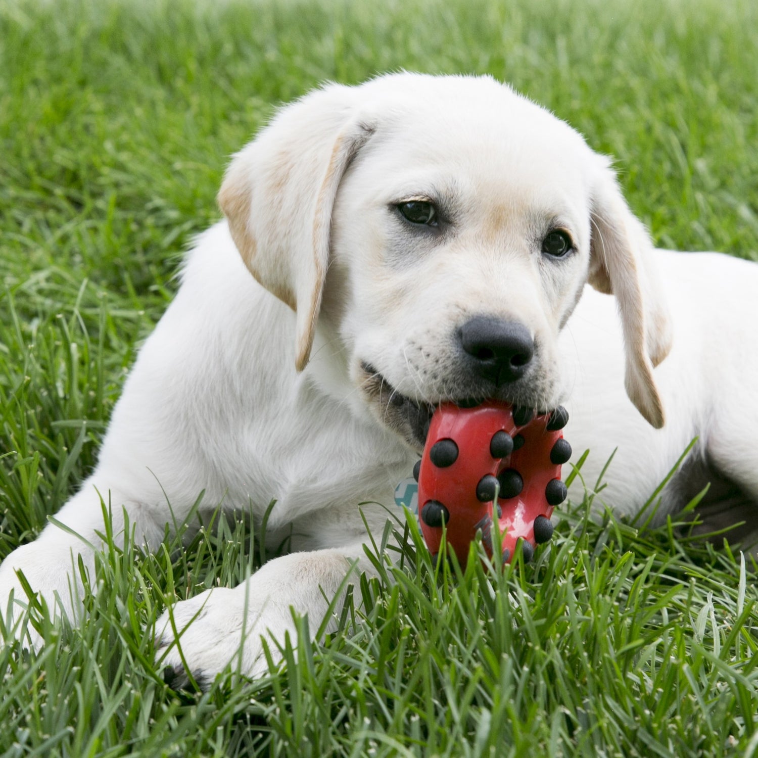 Jouet sifflant Dotz KONG